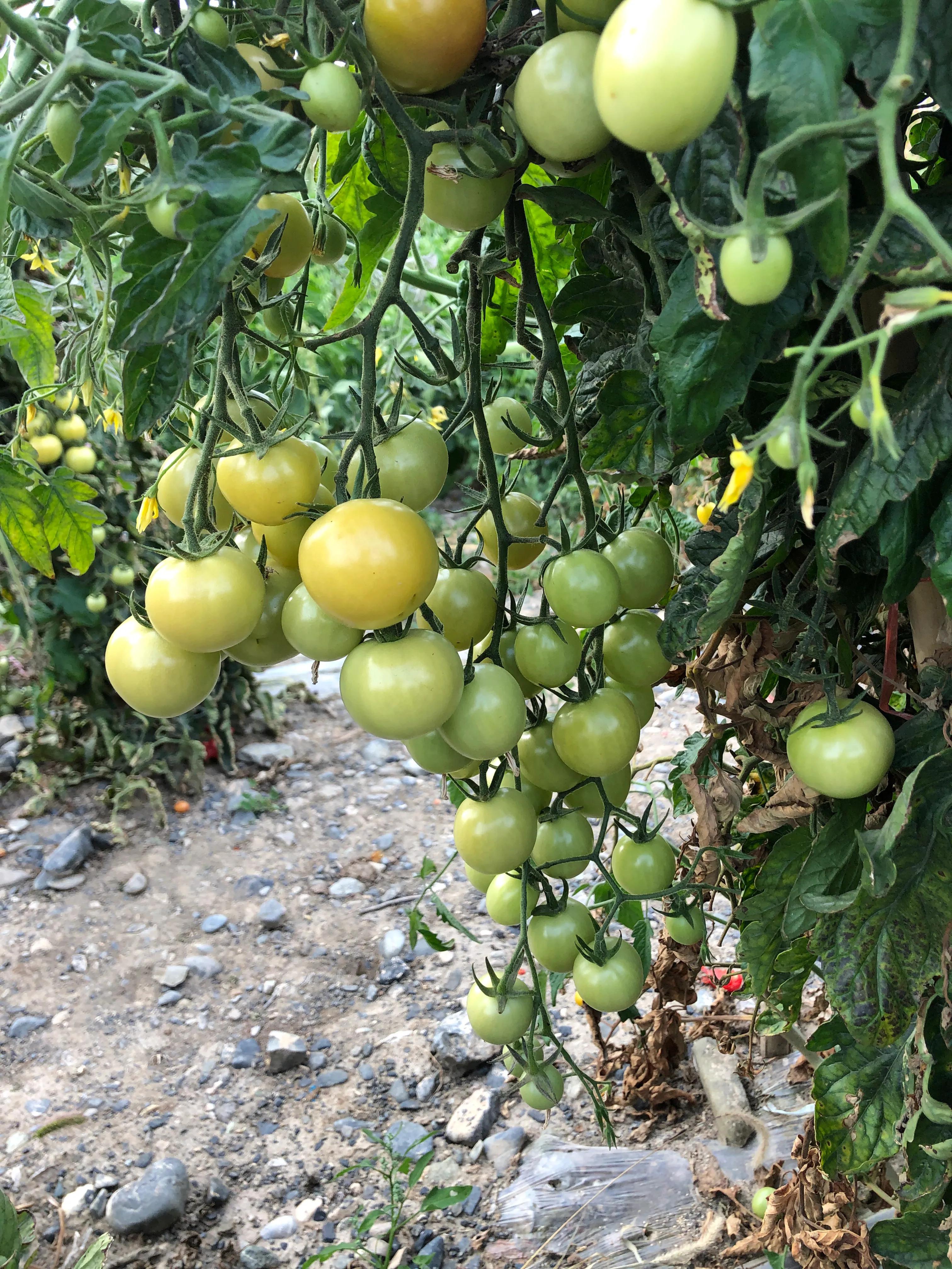 開封造粒機(jī) 第234頁