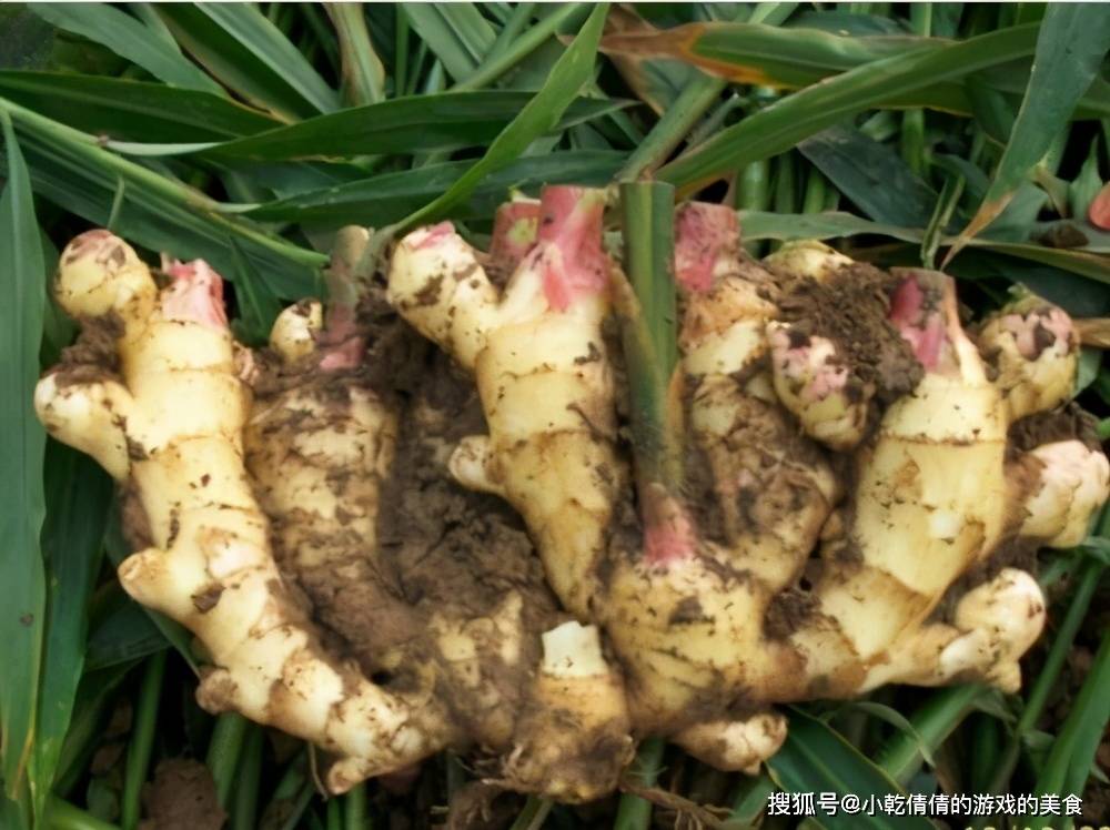 黑埠子大姜最新價格獲取指南，實(shí)時更新與查詢指南
